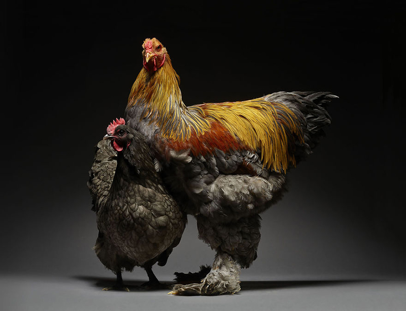 chicken18 大公鸡图片