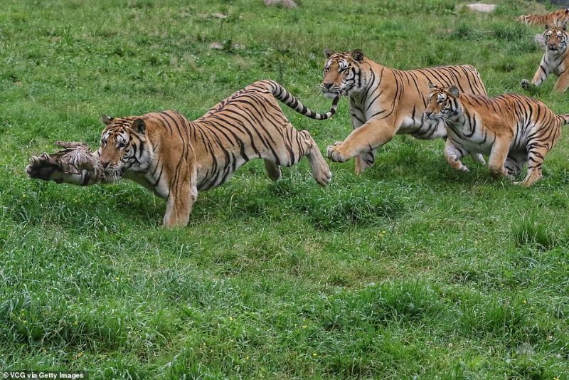 tiger 精彩照片「西伯利亚群虎跳捕小鸟」构图与气氛有如经典名画引起热议