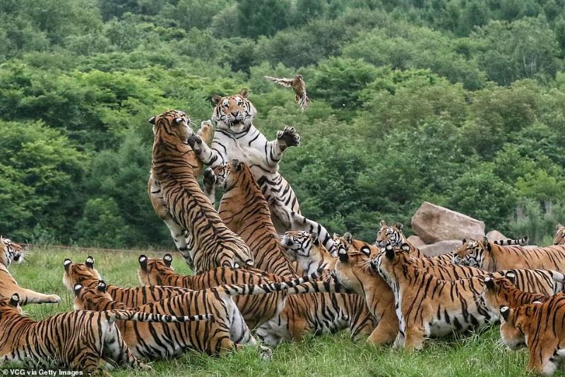 tiger3 精彩照片「西伯利亚群虎跳捕小鸟」构图与气氛有如经典名画引起热议