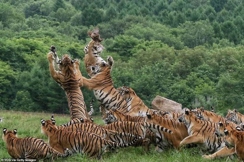 tiger4 精彩照片「西伯利亚群虎跳捕小鸟」构图与气氛有如经典名画引起热议