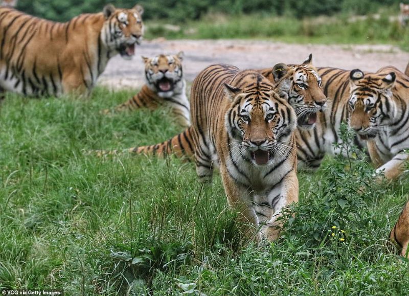 tiger5 精彩照片「西伯利亚群虎跳捕小鸟」构图与气氛有如经典名画引起热议