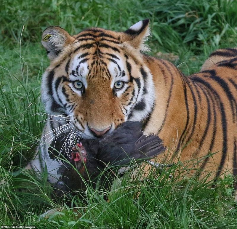 tiger6 精彩照片「西伯利亚群虎跳捕小鸟」构图与气氛有如经典名画引起热议